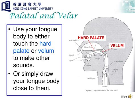 PPT - Place of Articulation PowerPoint Presentation, free download - ID:4923201