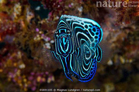 Stock photo of Emperor angelfish (Pomacanthus imperator) juvenile ...