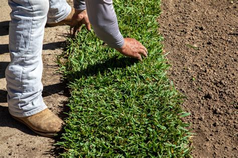 Centipede Grass for Lawns [My Ultimate Guide] - Lawn Chick