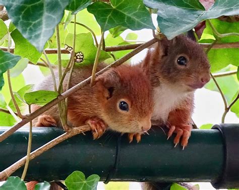 Pin op Squirrel treat