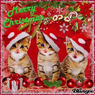 Christmas Kittens Pictures, Photos, and Images for Facebook, Tumblr, Pinterest, and Twitter