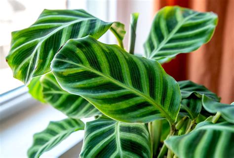 How to Grow and Care for Calathea Zebrina (Zebra Plant)