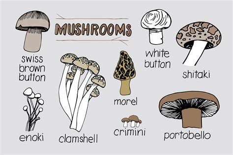 Mushroom Varieties | Creative Daddy