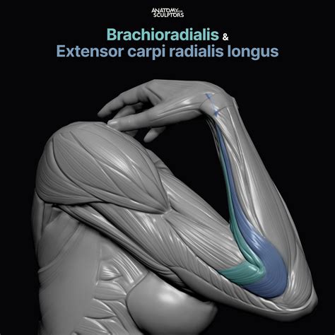 Anatomy For Sculptors ® on Twitter: "What creates that bump on the side ...