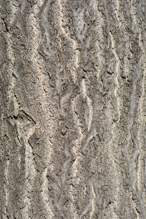 Tree of heaven stock image. Image of texture, brown - 249858809