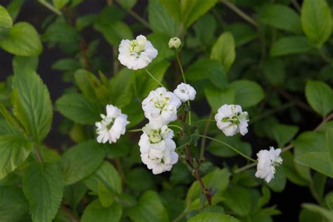 How to Grow and Care for Bridal Wreath Spirea