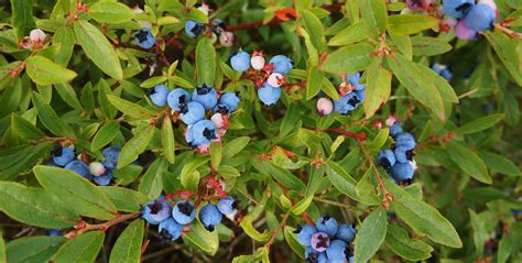 Wild Blueberries: 6 Things You Probably Didn't Know