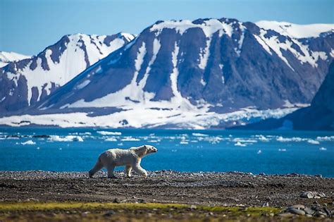 Where Do Polar Bears Live? - WorldAtlas