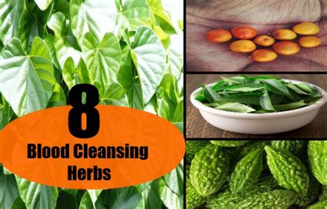 herbs that cleanse the blood Archives - Best Herbal Health