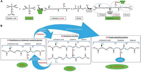 Frontiers | Glutathione: A Samsonian life-sustaining small molecule that protects against ...