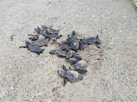 Sea Turtle Hatchlings Emerging | Loggerhead Hatchlings FWC p… | Flickr