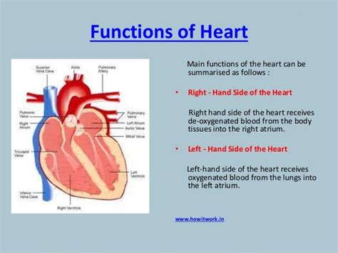 How does the human heart works?