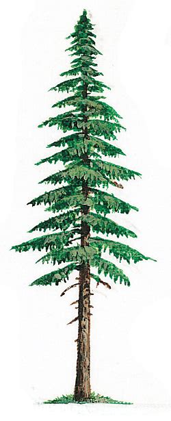 Redwood Tree Drawing - ClipArt Best