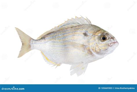 The Pinfish, Lagodon Rhomboides, is a Saltwater Fish of the Spa Stock Image - Image of pinfish ...