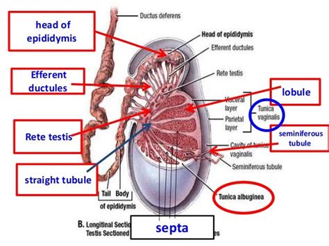 Histology of testes & epididymis