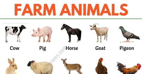 Farm Animals and Pets | Create WebQuest