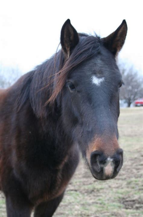 Seal Brown Horse | Agouti, the Bay Gene | barn/tack rm | Pinterest