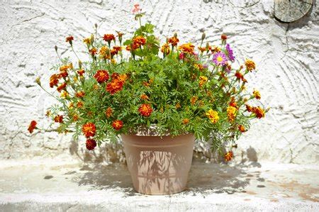 Marigolds – Planting And Care