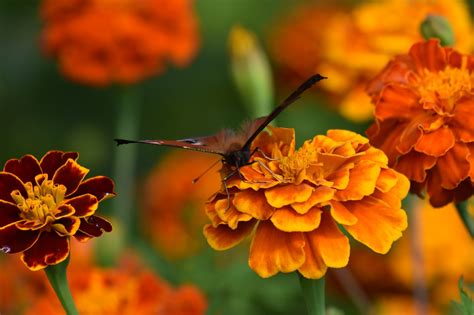 Peacock Butterfly Marigold - Free photo on Pixabay - Pixabay