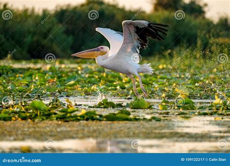 Pelican Flying Over Water at Sunset in the Danube Delta Stock Image ...