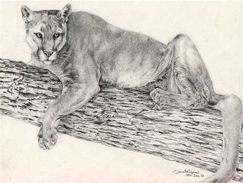 Mountain Lion, tree limb by 7kadja7 on DeviantArt