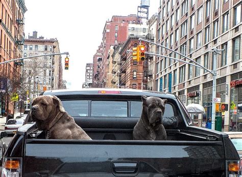 Restraining Your Dog in the Bed of a Truck