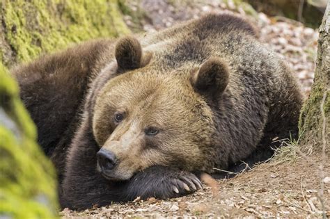 Germany, Bavarian Forest National Park, animal Open-air site ...