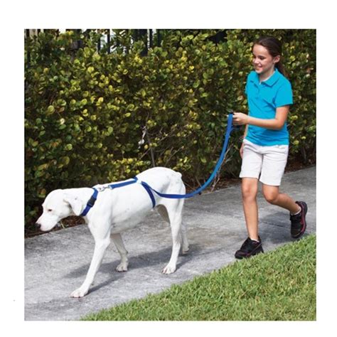 Instant Puppy Dog Trainer Leash - Shop OnlyDogz