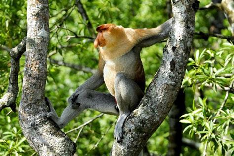 Long Nosed Proboscis Monkey On A Tree - Monkey Facts and Information