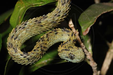 CalPhotos: Atheris hispida; Bristly Bush Viper