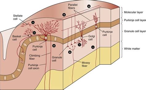 The Cerebellum | Veterian Key