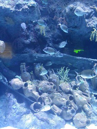 Antalya Aquarium - 2019 All You Need to Know BEFORE You Go (with Photos ...