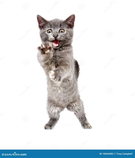 Gray Kitten Pouncing Stock Photos - Image: 10654983