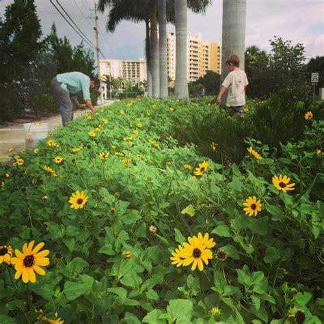 Florida Native Plants Nursery GreenMeLocally.com