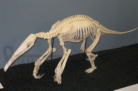 Anteater skeleton | Animal skeletons, Animal skulls, Animal bones