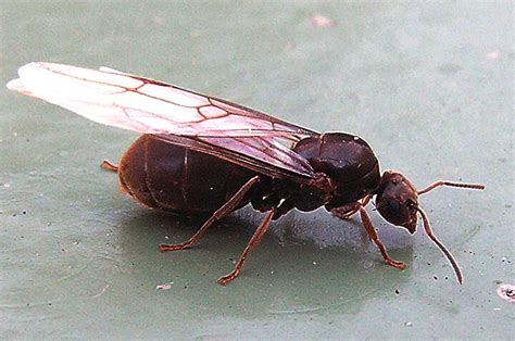 Queen Ant With Wings - How To Identify A Queen Ant 8 Steps With Pictures Wikihow - Every species ...