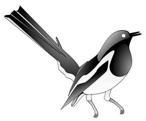 Free Clipart: Oriental Magpie Robin | salahuddin66