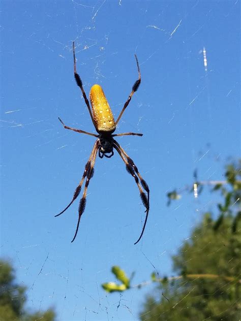 Are Florida Banana Spiders Poisonous? - Florida Review Guide