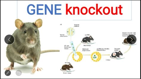 KNOCKOUT PROCEDURE AND KNOCKOUT MICE BASIC IN ENGLISH. - YouTube