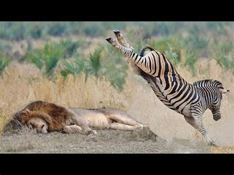 POWERFUL KICK OF ZEBRA TO LIONESS TO DEFEND ANOTHER ZEBRA