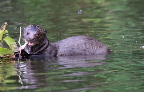 Giant Otter Project | WildCRU