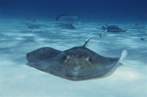 File:Southern stingrays at stingray city.jpg