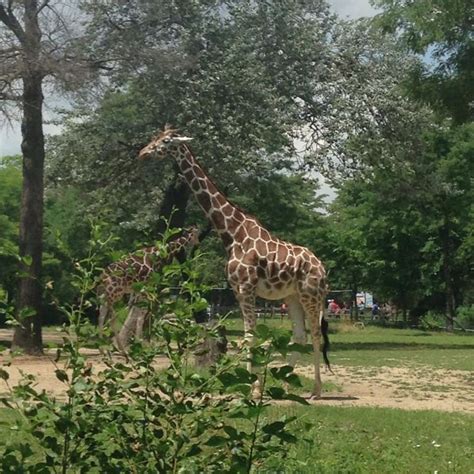 Brookfield zoo | Brookfield zoo, Animals, Giraffe