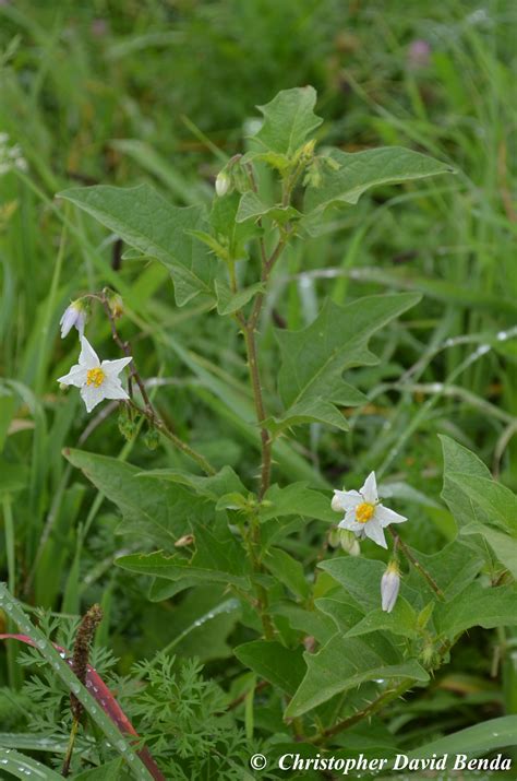 Solanum carolinense | Illinois Botanizer