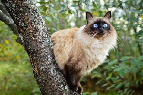 The Balinese Cat: Everything You Need to Know - MyStart