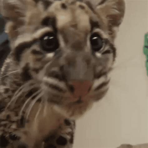 Hi Five Cat GIF by San Diego Zoo - Find & Share on GIPHY