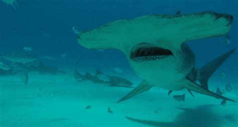 Snap Happy Hammerhead Shark Bites GoPro