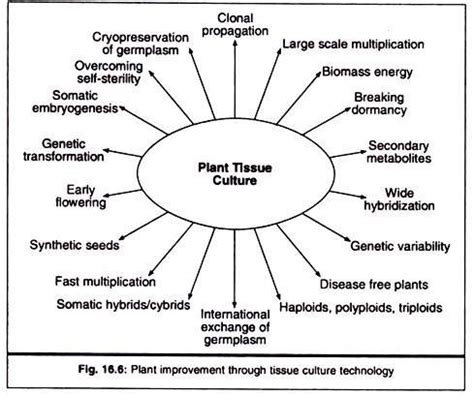 Describe the various applications of plant tissue culture. - Brainly.in