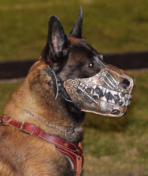 k9 muzzle | Dog muzzle, Malinois dog, Military working dogs