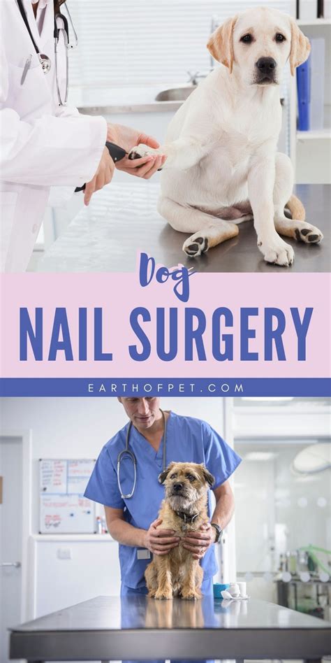 Dog Nail Surgery in 2021 | Dog nails, Dogs, Dog health